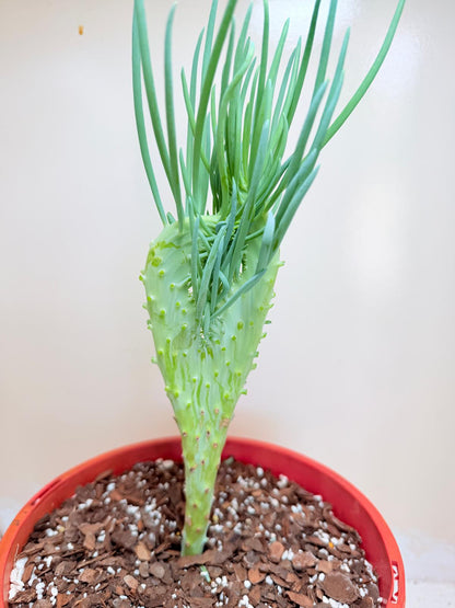 Senecio Talinoides Mermaids Tail #403