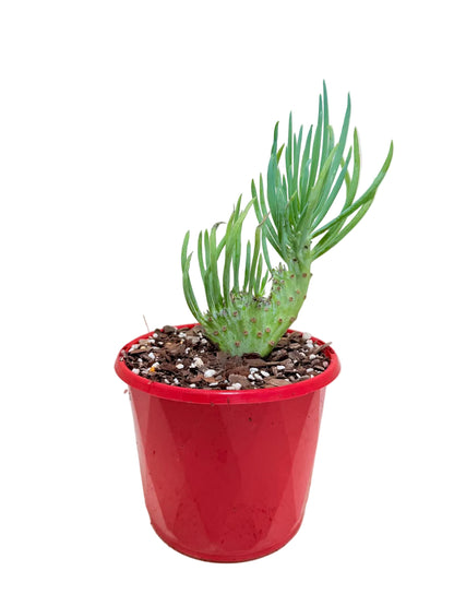 Mermaid Tail : Crested Senecio Talinoides - Narrow Leaf Chalk Stick #410