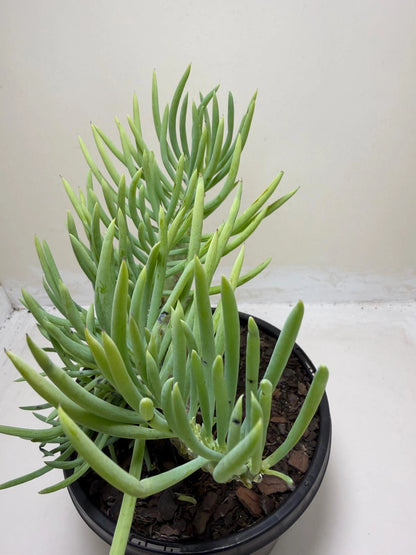Mermaid Tail : Crested Senecio Talinoides - Narrow Leaf Chalk Stick #217