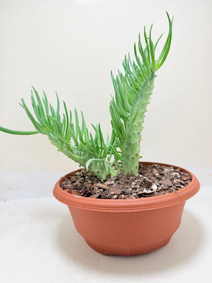 Mermaid Tail : Crested Senecio Talinoides - Narrow Leaf Chalk Stick #210