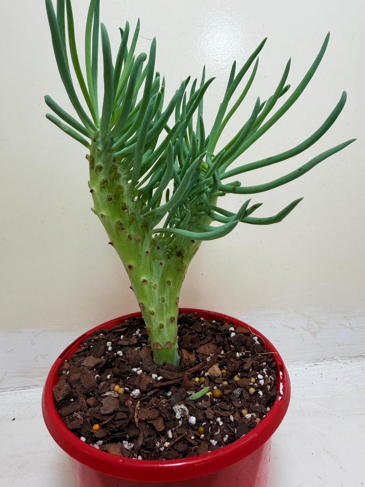 Senecio Talinoides Mermaids Tail #106