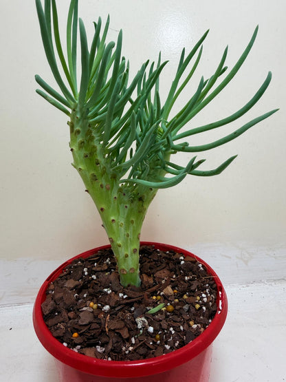 Senecio Talinoides Mermaids Tail #106