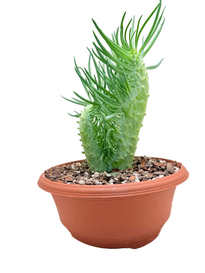Mermaid Tail : Crested Senecio Talinoides - Narrow Leaf Chalk Stick #215
