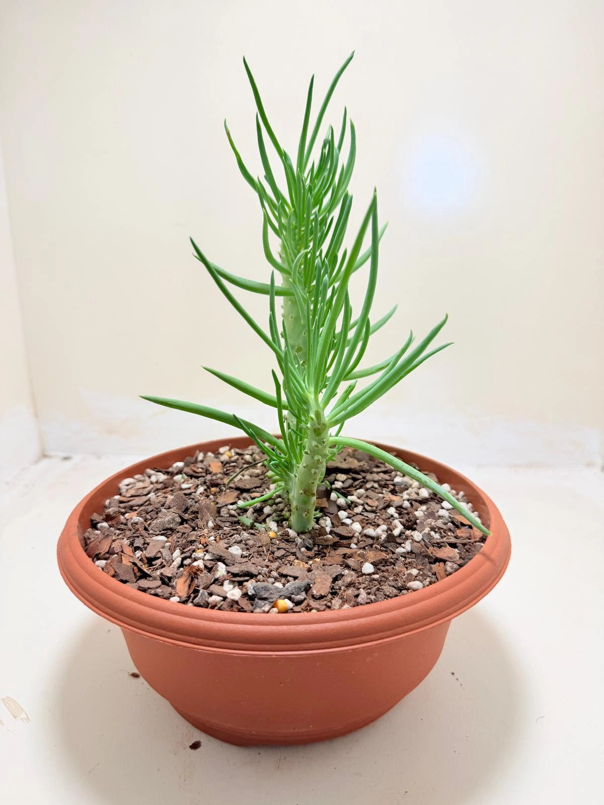 Mermaid Tail : Crested Senecio Talinoides - Narrow Leaf Chalk Stick #219