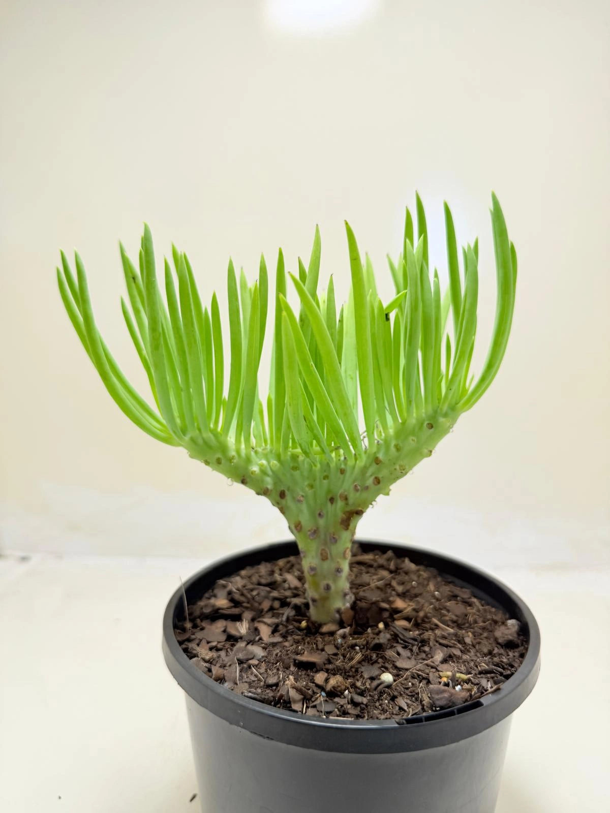 Mermaid Tail : Crested Senecio Talinoides - Narrow Leaf Chalk Stick #207