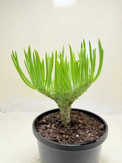 Mermaid Tail : Crested Senecio Talinoides - Narrow Leaf Chalk Stick #207