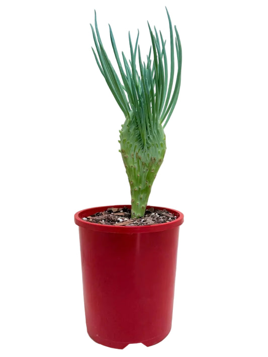 Mermaid Tail : Crested Senecio Talinoides - Narrow Leaf Chalk Stick #202