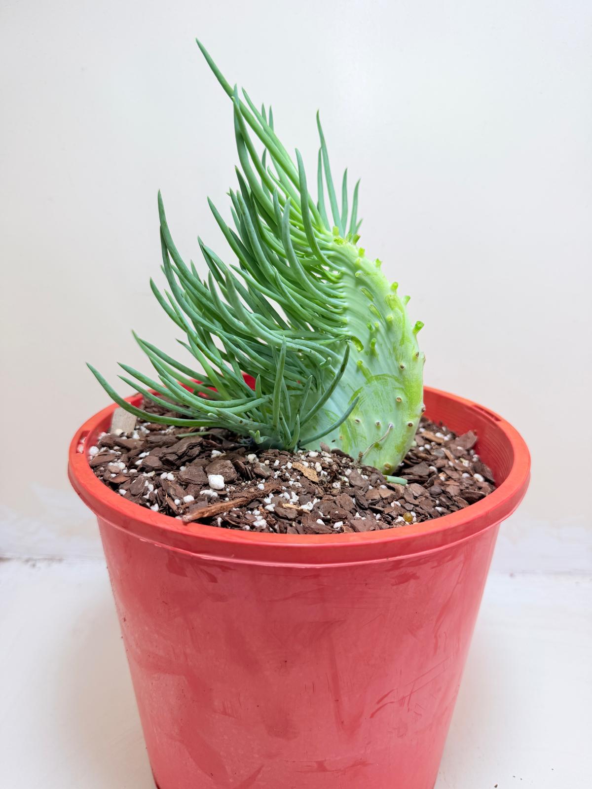 Mermaid Tail : Crested Senecio Talinoides - Narrow Leaf Chalk Stick #203