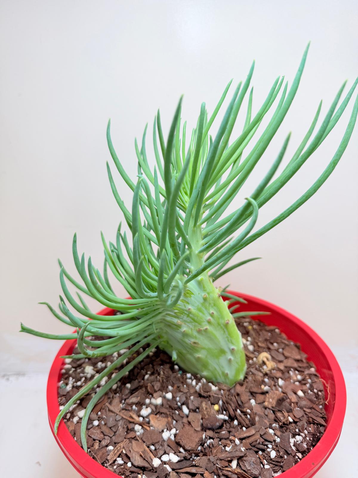 Mermaid Tail : Crested Senecio Talinoides - Narrow Leaf Chalk Stick #207