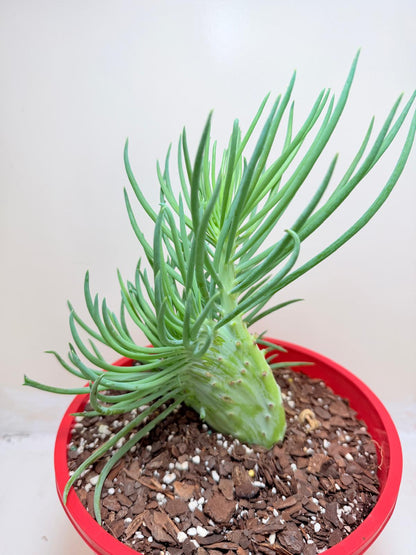 Mermaid Tail : Crested Senecio Talinoides - Narrow Leaf Chalk Stick #207
