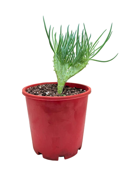 Senecio Talinoides Mermaids Tail #204
