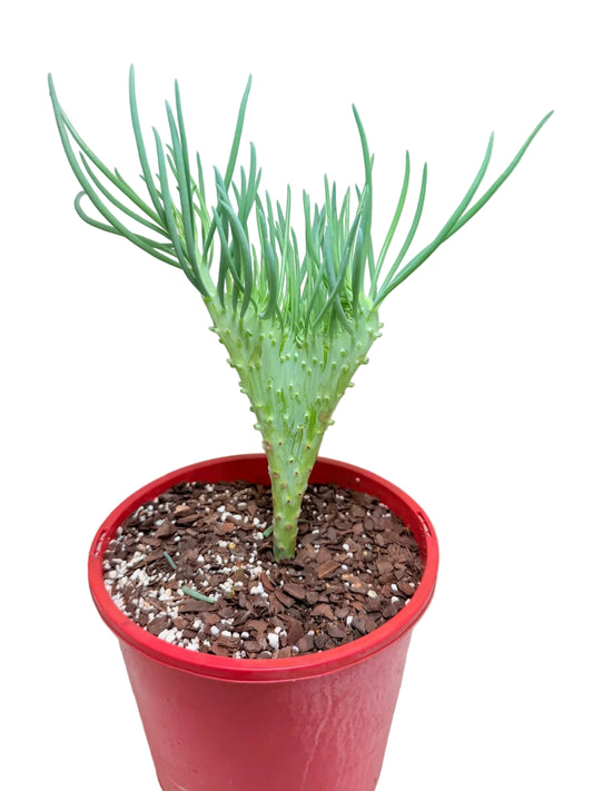 Mermaid Tail : Crested Senecio Talinoides - Narrow Leaf Chalk Stick # 210