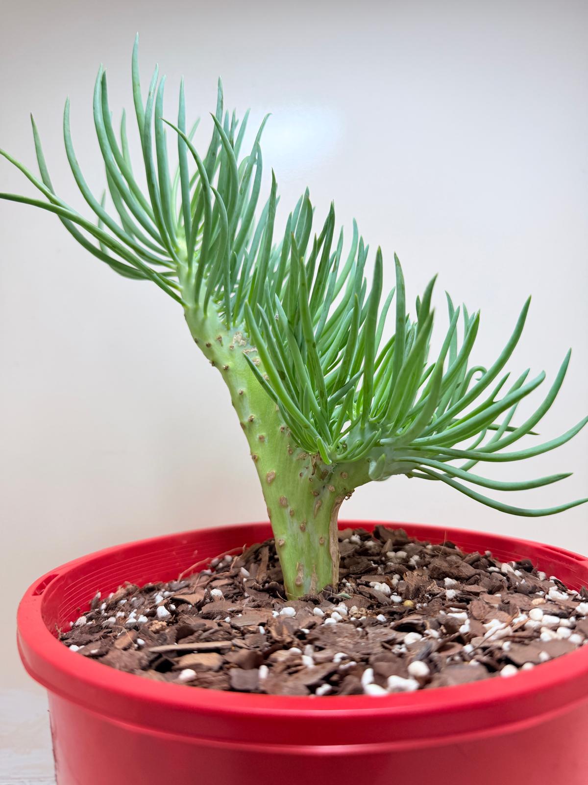 Mermaid Tail : Crested Senecio Talinoides - Narrow Leaf Chalk Stick #209