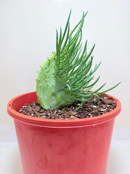 Mermaid Tail : Crested Senecio Talinoides - Narrow Leaf Chalk Stick #203