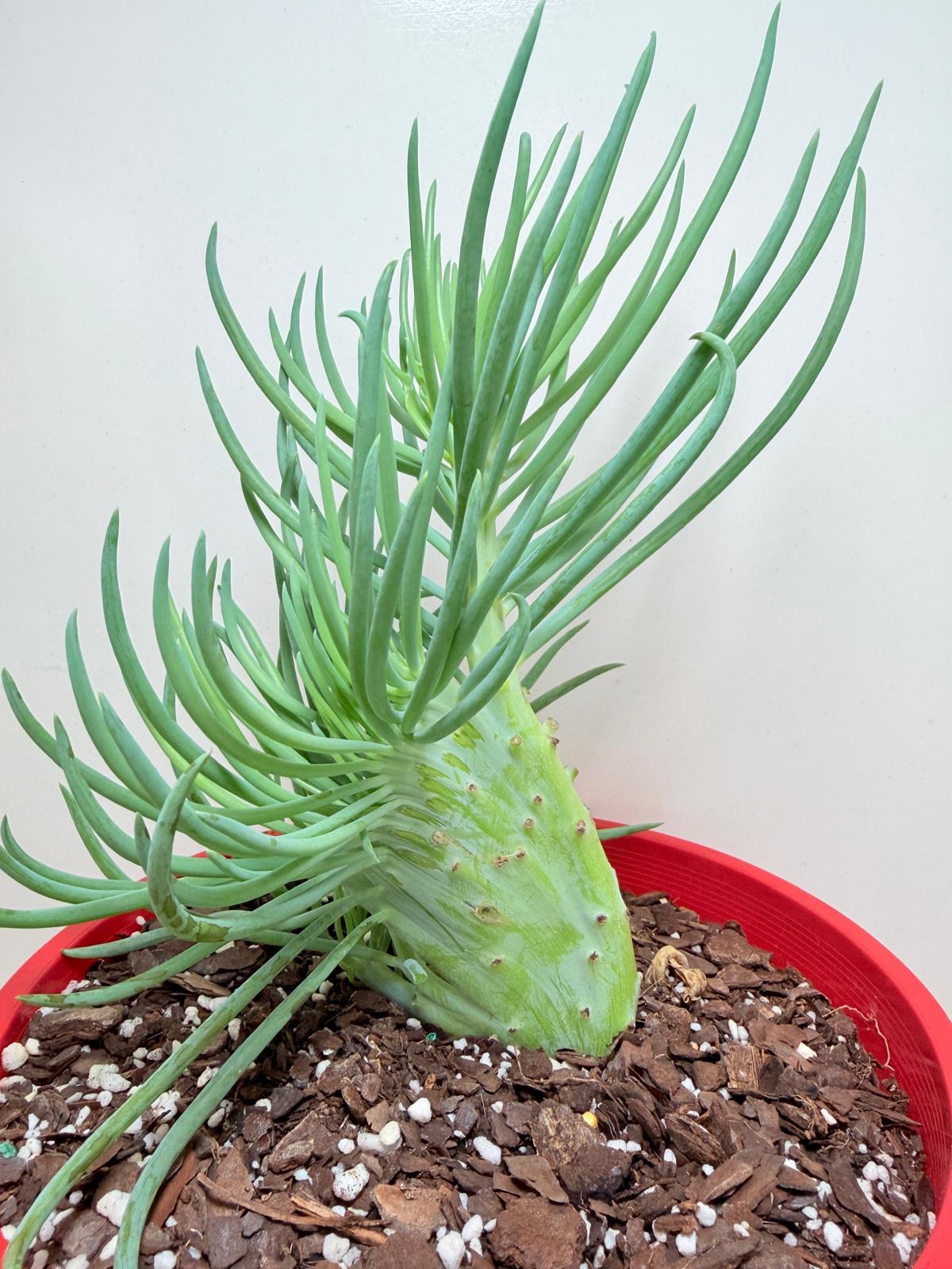Mermaid Tail : Crested Senecio Talinoides - Narrow Leaf Chalk Stick #207