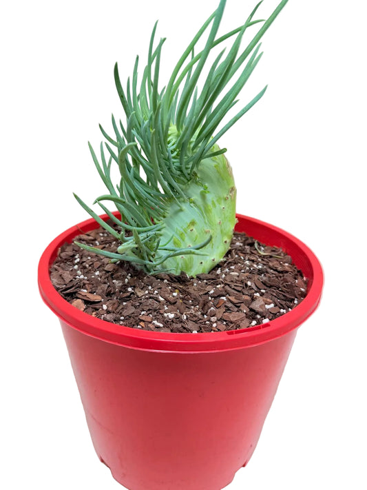 Senecio Talinoides Mermaids Tail #205