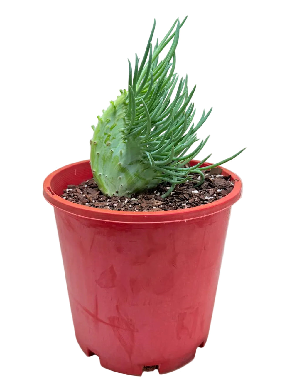 Mermaid Tail : Crested Senecio Talinoides - Narrow Leaf Chalk Stick #203