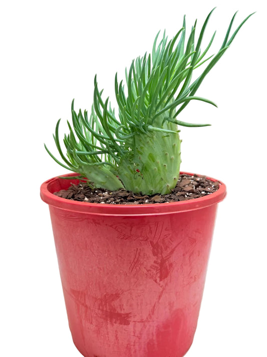 Mermaid Tail : Crested Senecio Talinoides - Narrow Leaf Chalk Stick #201