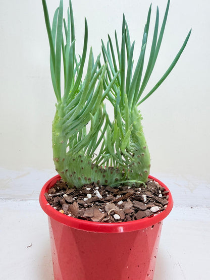 Senecio Talinoides Mermaids Tail #206
