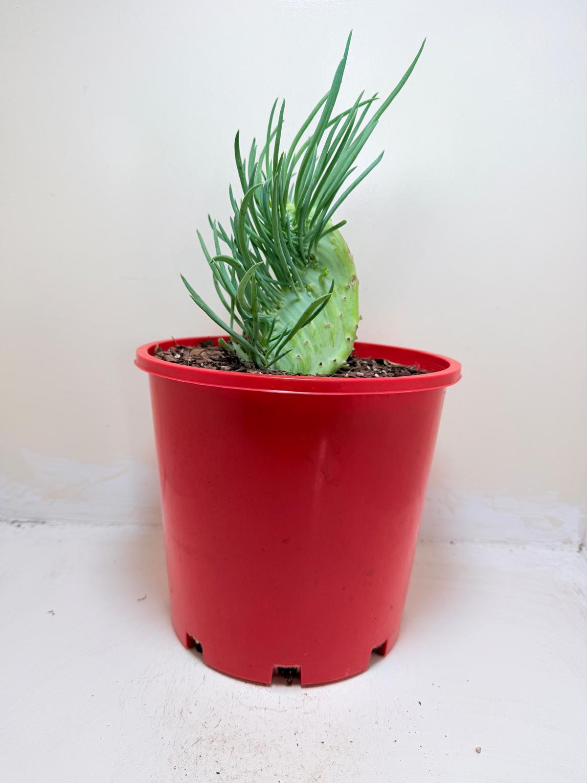 Senecio Talinoides Mermaids Tail #205
