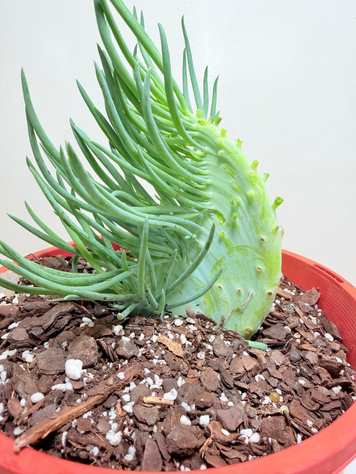 Mermaid Tail : Crested Senecio Talinoides - Narrow Leaf Chalk Stick #203