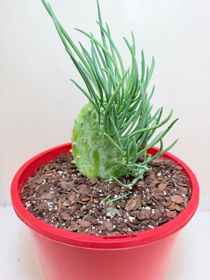 Senecio Talinoides Mermaids Tail #205