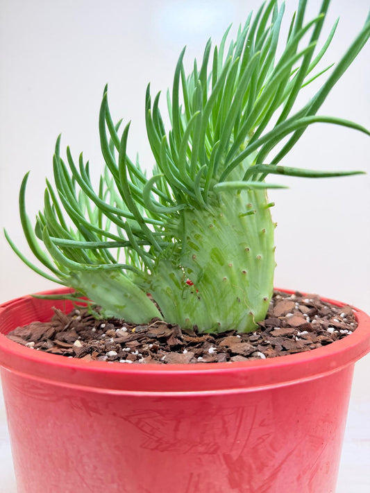 Mermaid Tail : Crested Senecio Talinoides - Narrow Leaf Chalk Stick #201