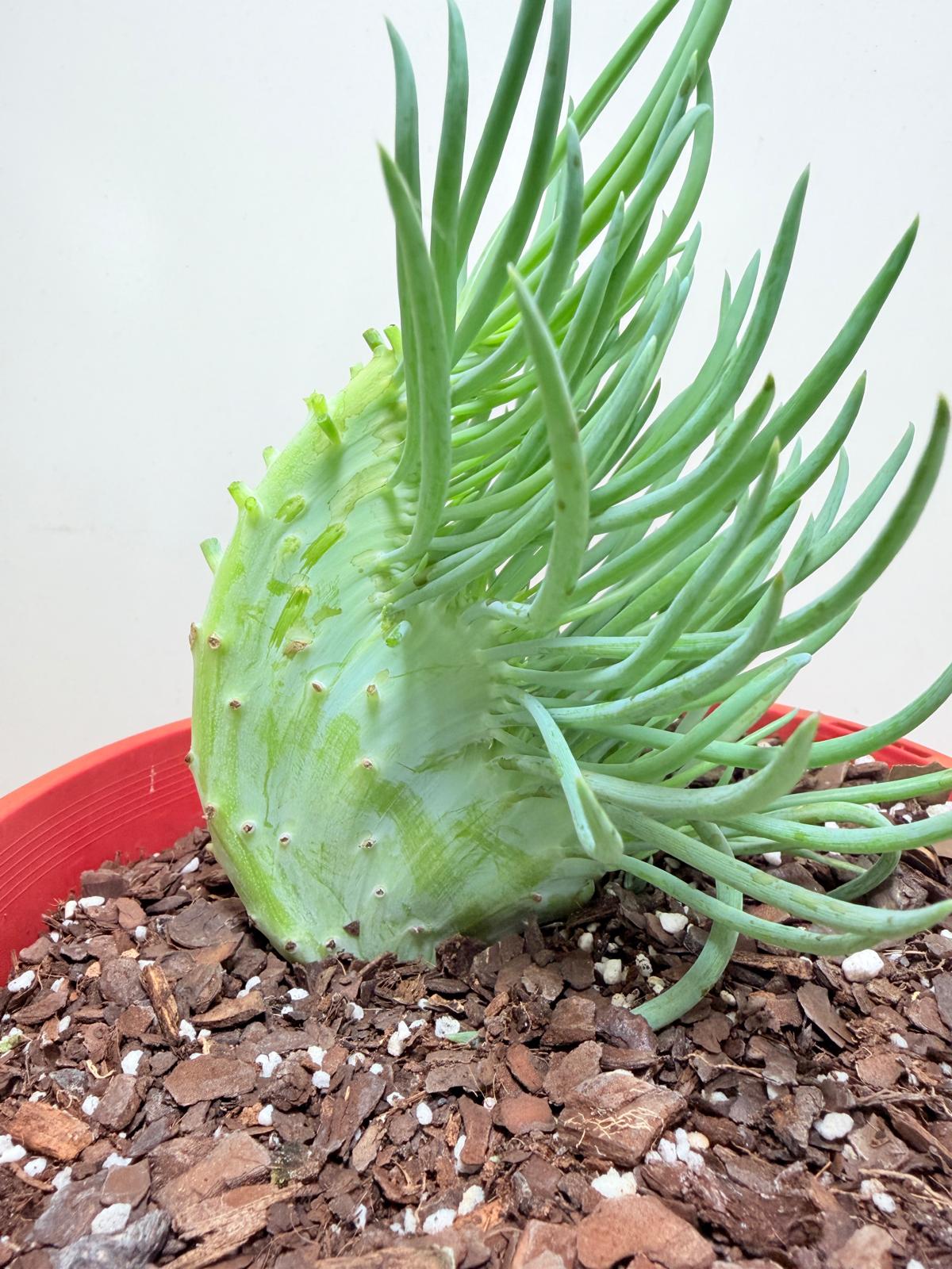 Mermaid Tail : Crested Senecio Talinoides - Narrow Leaf Chalk Stick #203