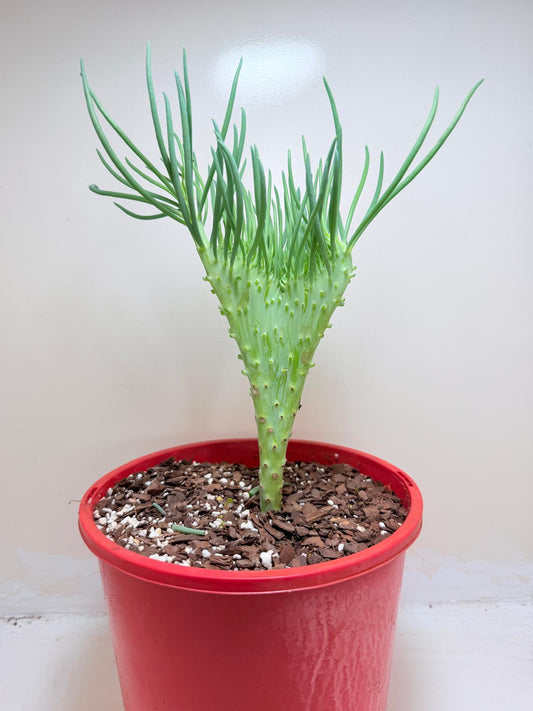 Mermaid Tail : Crested Senecio Talinoides - Narrow Leaf Chalk Stick # 210