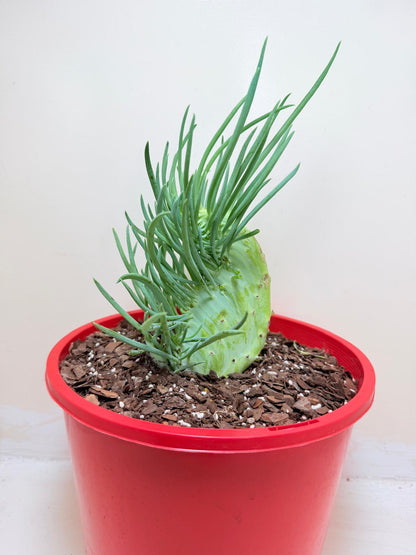Senecio Talinoides Mermaids Tail #205