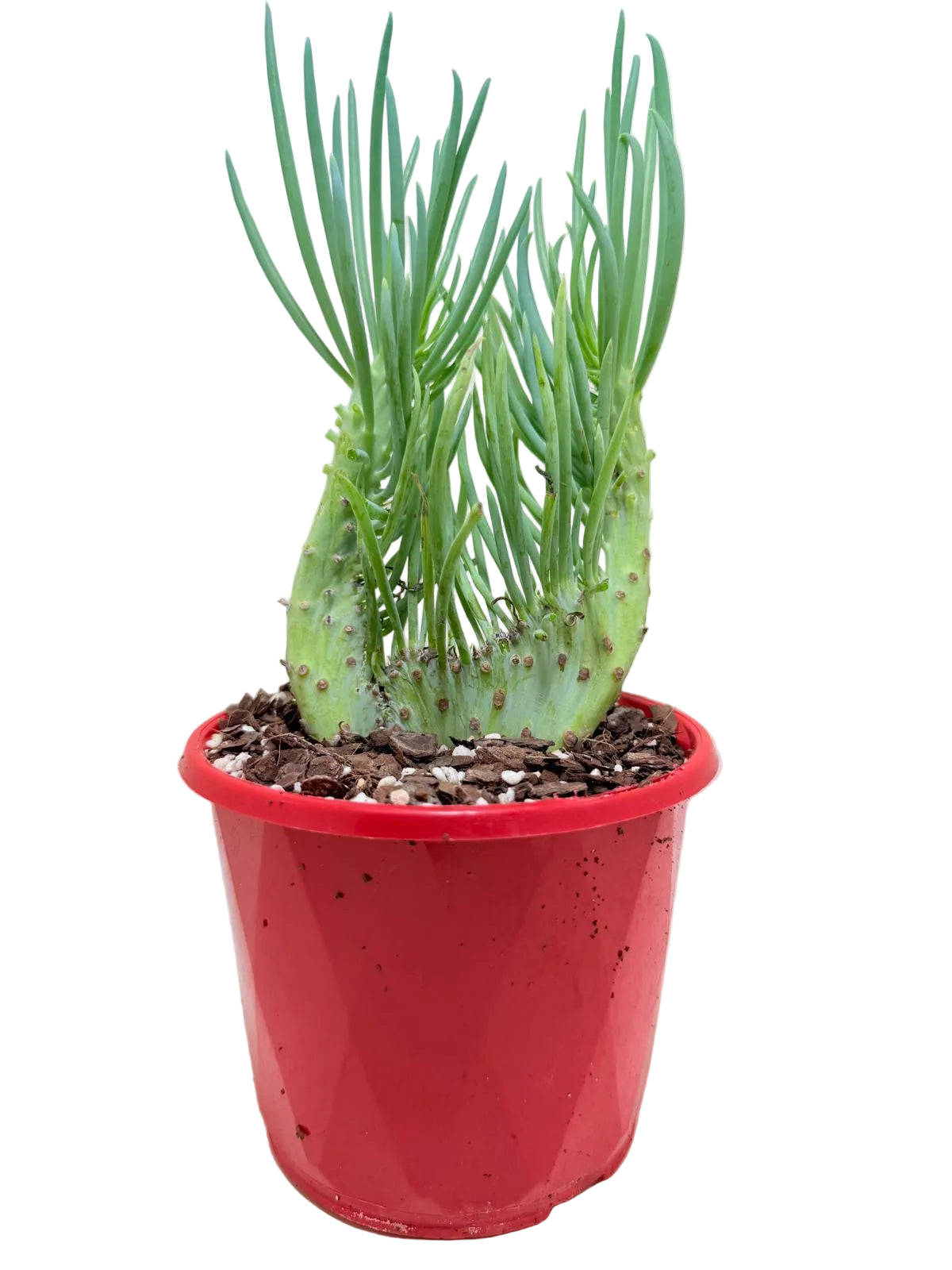 Senecio Talinoides Mermaids Tail #206