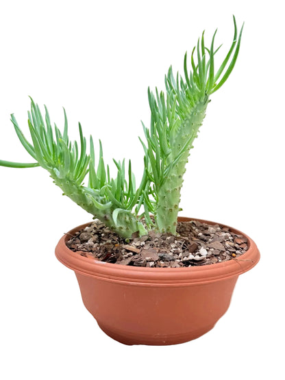 Mermaid Tail : Crested Senecio Talinoides - Narrow Leaf Chalk Stick #210