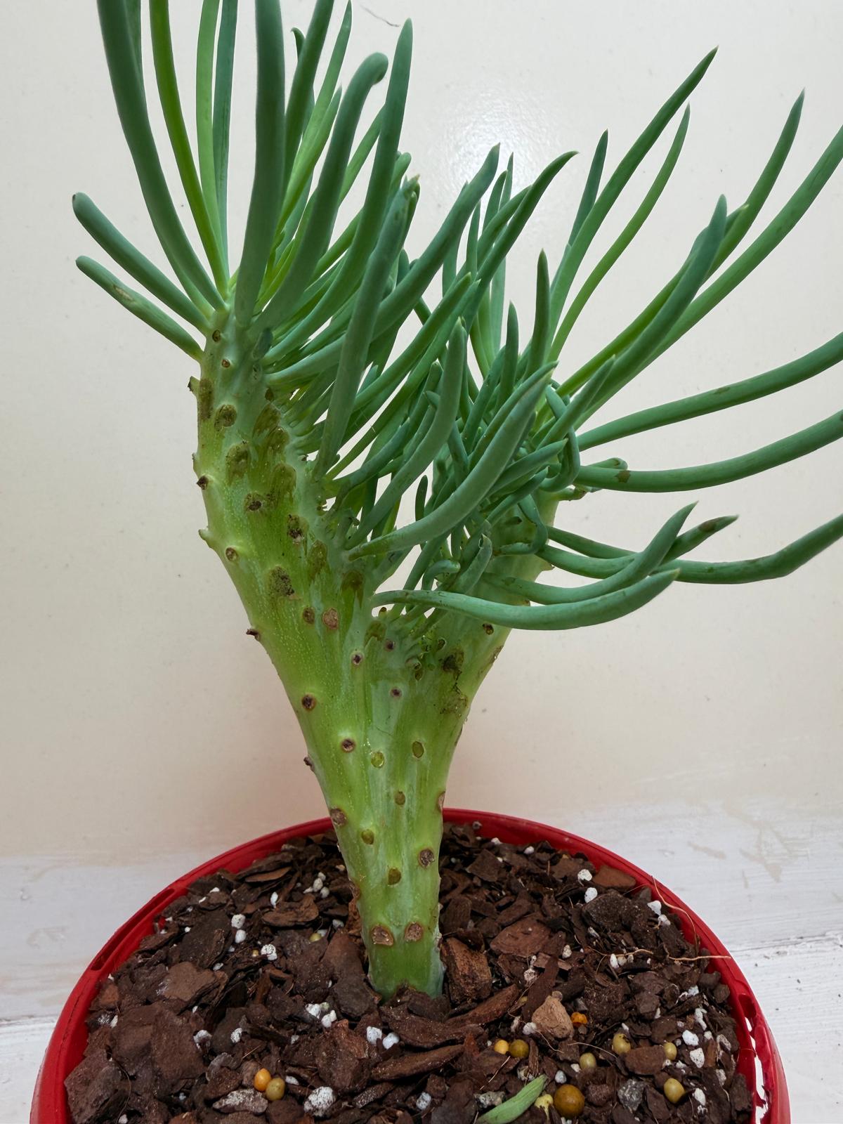 Senecio Talinoides Mermaids Tail #106