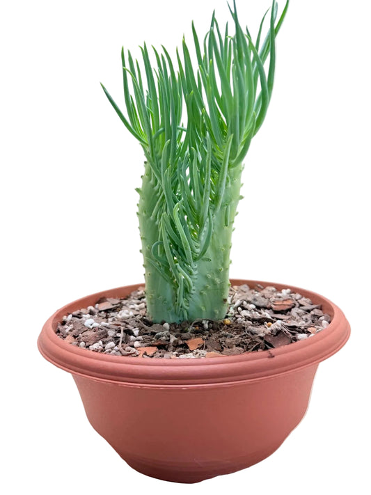 Mermaid Tail : Crested Senecio Talinoides - Narrow Leaf Chalk Stick #211
