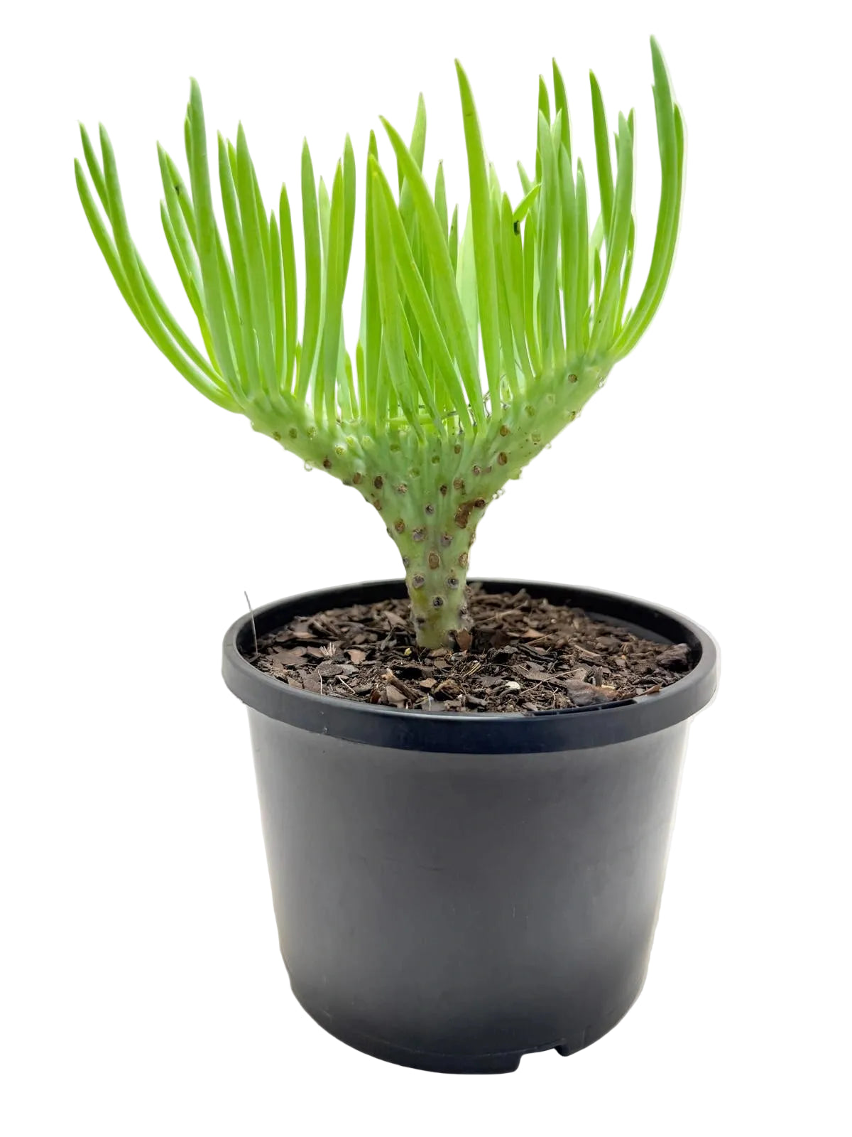 Mermaid Tail : Crested Senecio Talinoides - Narrow Leaf Chalk Stick #207