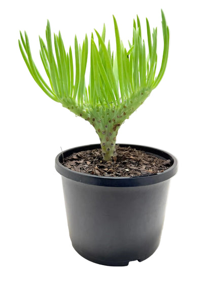 Mermaid Tail : Crested Senecio Talinoides - Narrow Leaf Chalk Stick #207