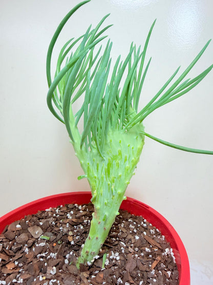 Mermaid Tail : Crested Senecio Talinoides - Narrow Leaf Chalk Stick #407