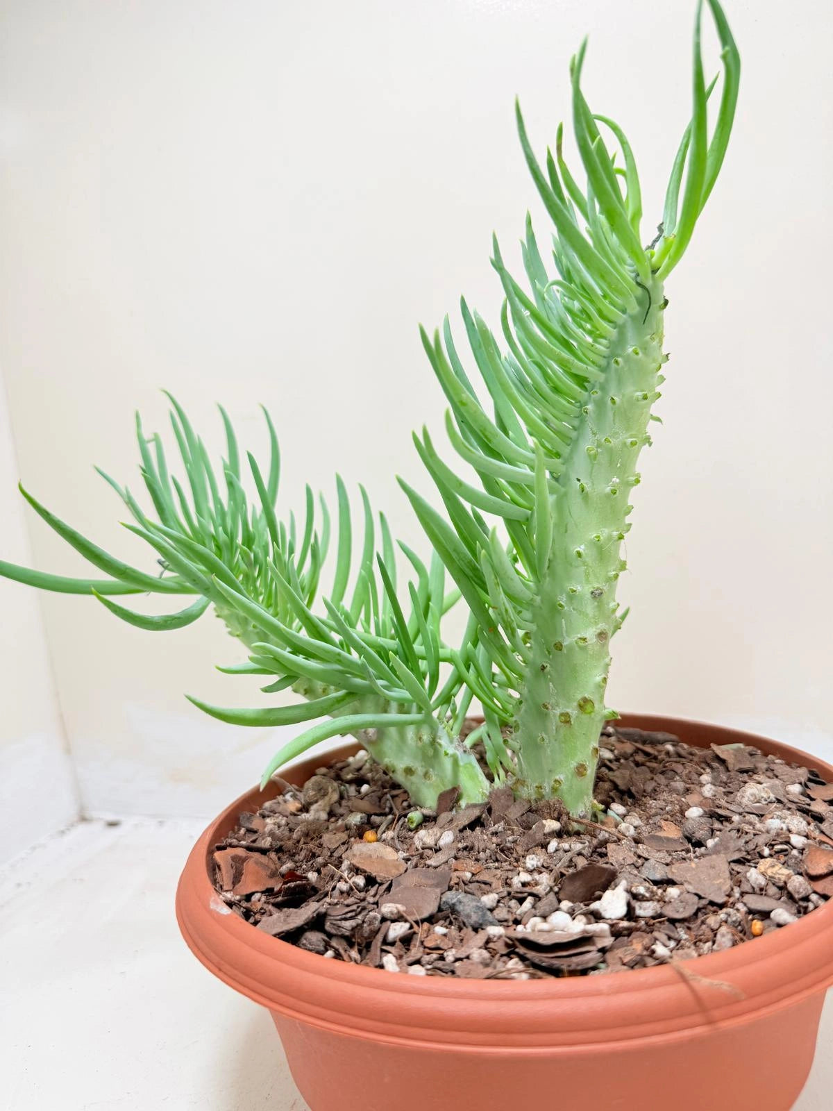 Mermaid Tail : Crested Senecio Talinoides - Narrow Leaf Chalk Stick #210