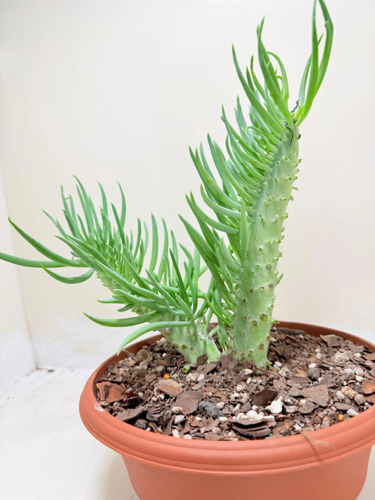 Mermaid Tail : Crested Senecio Talinoides - Narrow Leaf Chalk Stick #210