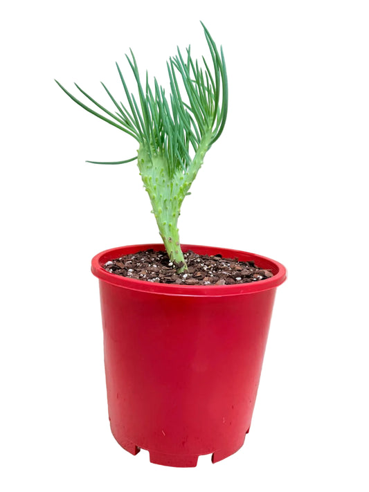 Mermaid Tail : Crested Senecio Talinoides - Narrow Leaf Chalk Stick #407