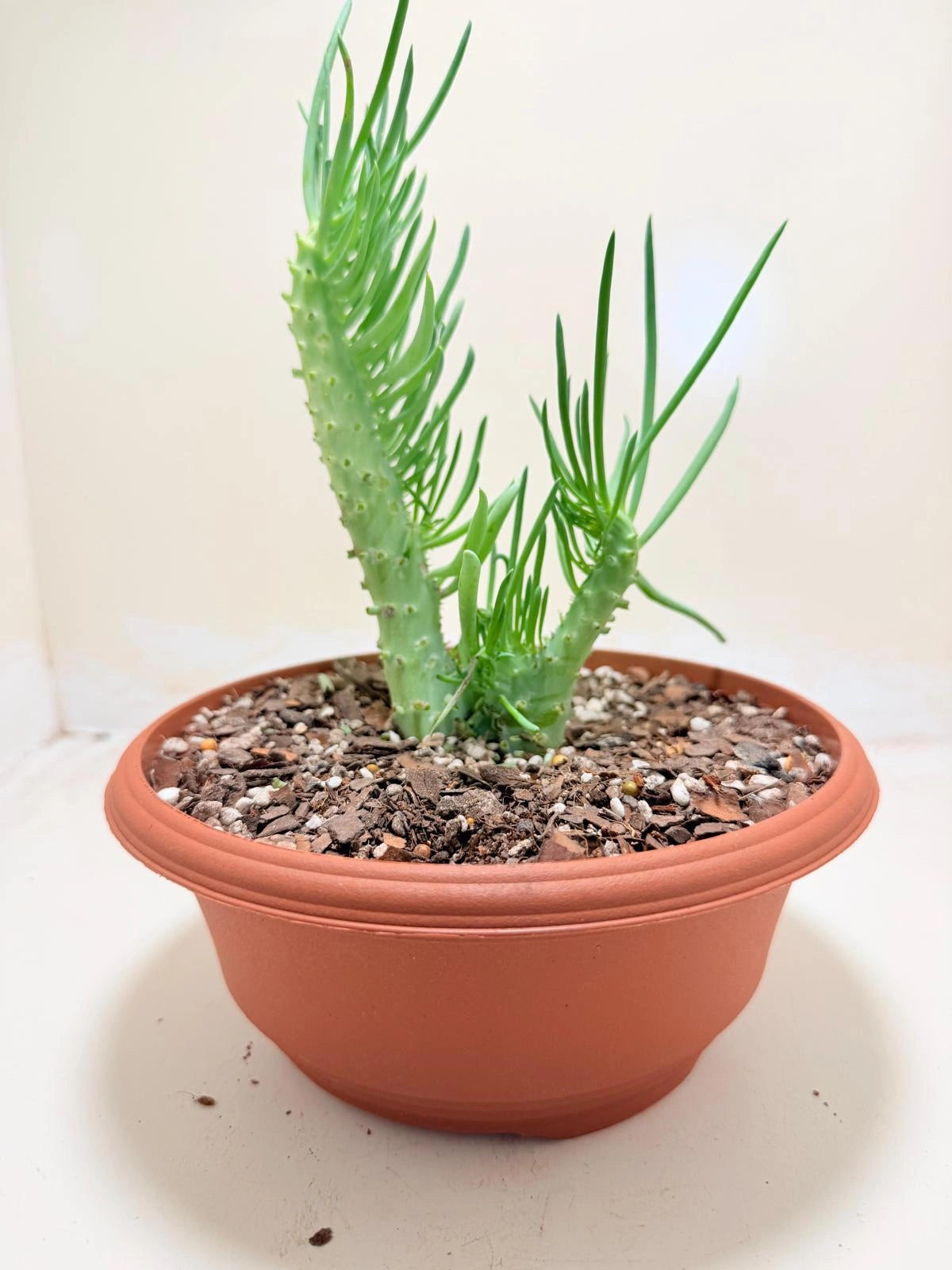 Mermaid Tail : Crested Senecio Talinoides - Narrow Leaf Chalk Stick #219