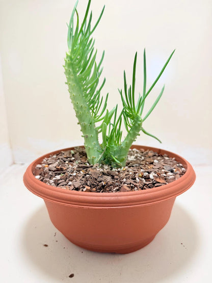 Mermaid Tail : Crested Senecio Talinoides - Narrow Leaf Chalk Stick #219