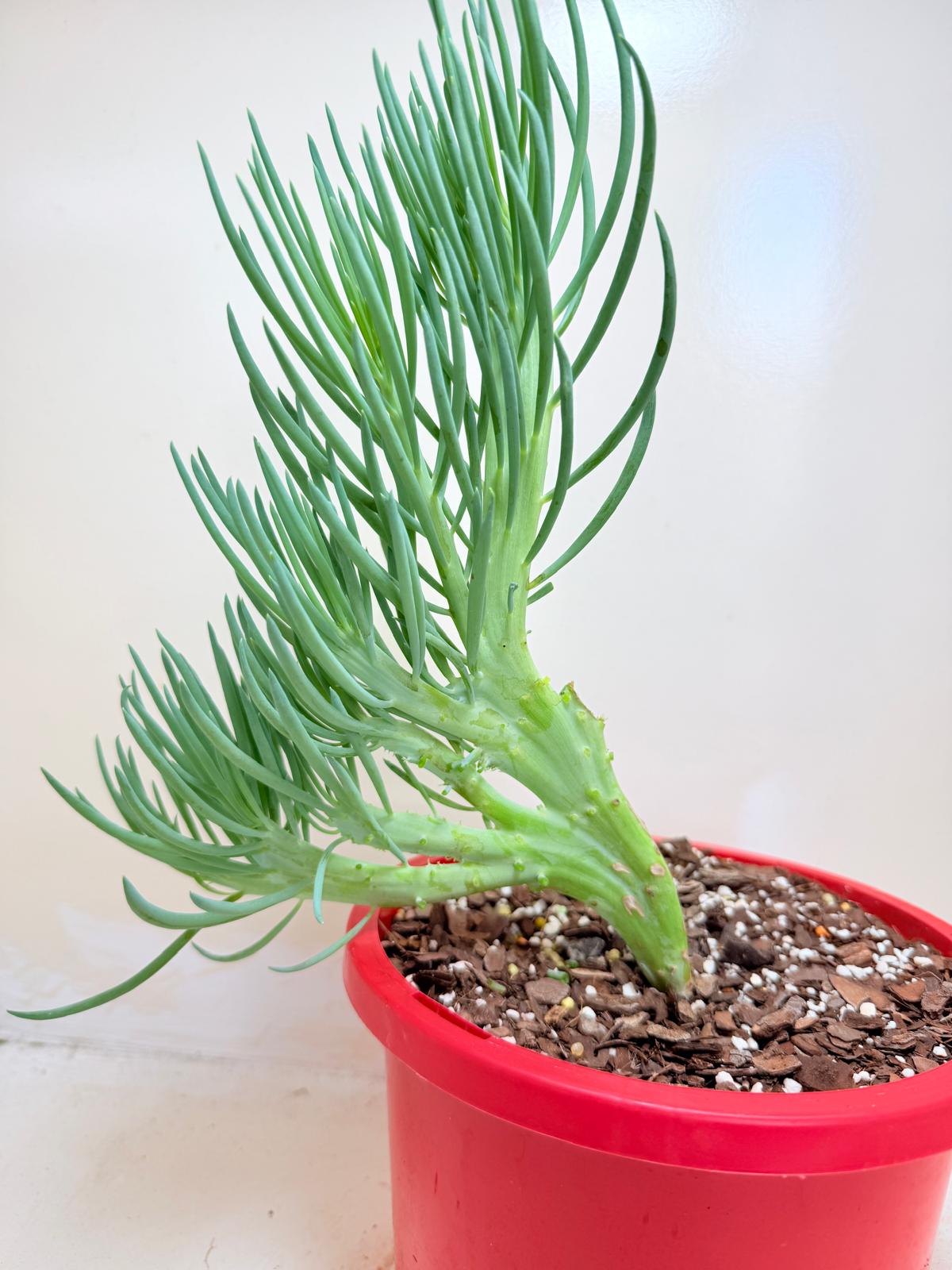 Senecio Talinoides Mermaids Tail #406