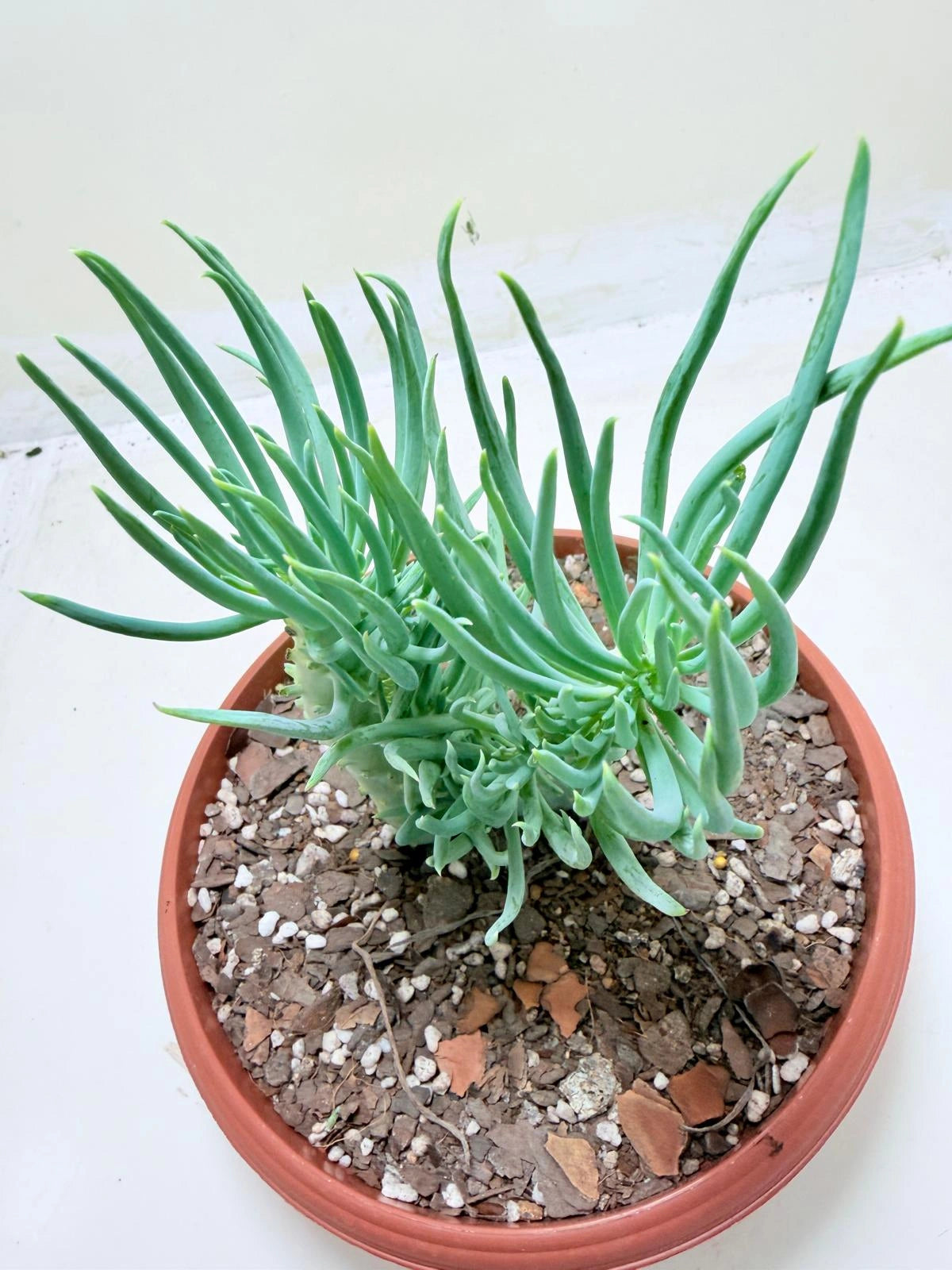 Mermaid Tail : Crested Senecio Talinoides - Narrow Leaf Chalk Stick #211