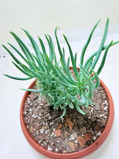 Mermaid Tail : Crested Senecio Talinoides - Narrow Leaf Chalk Stick #211