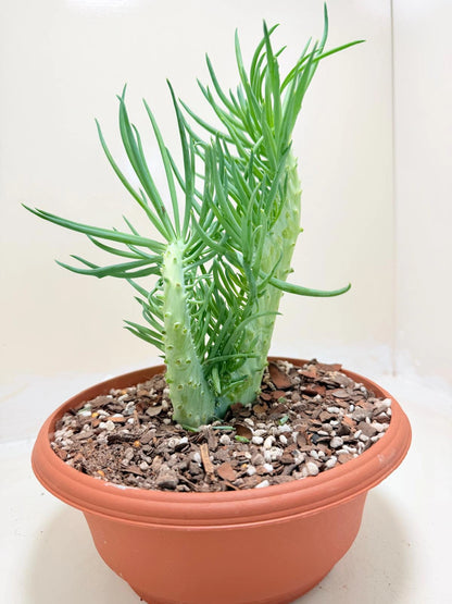 Mermaid Tail : Crested Senecio Talinoides - Narrow Leaf Chalk Stick #215
