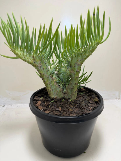 Mermaid Tail : Crested Senecio Talinoides - Narrow Leaf Chalk Stick #217