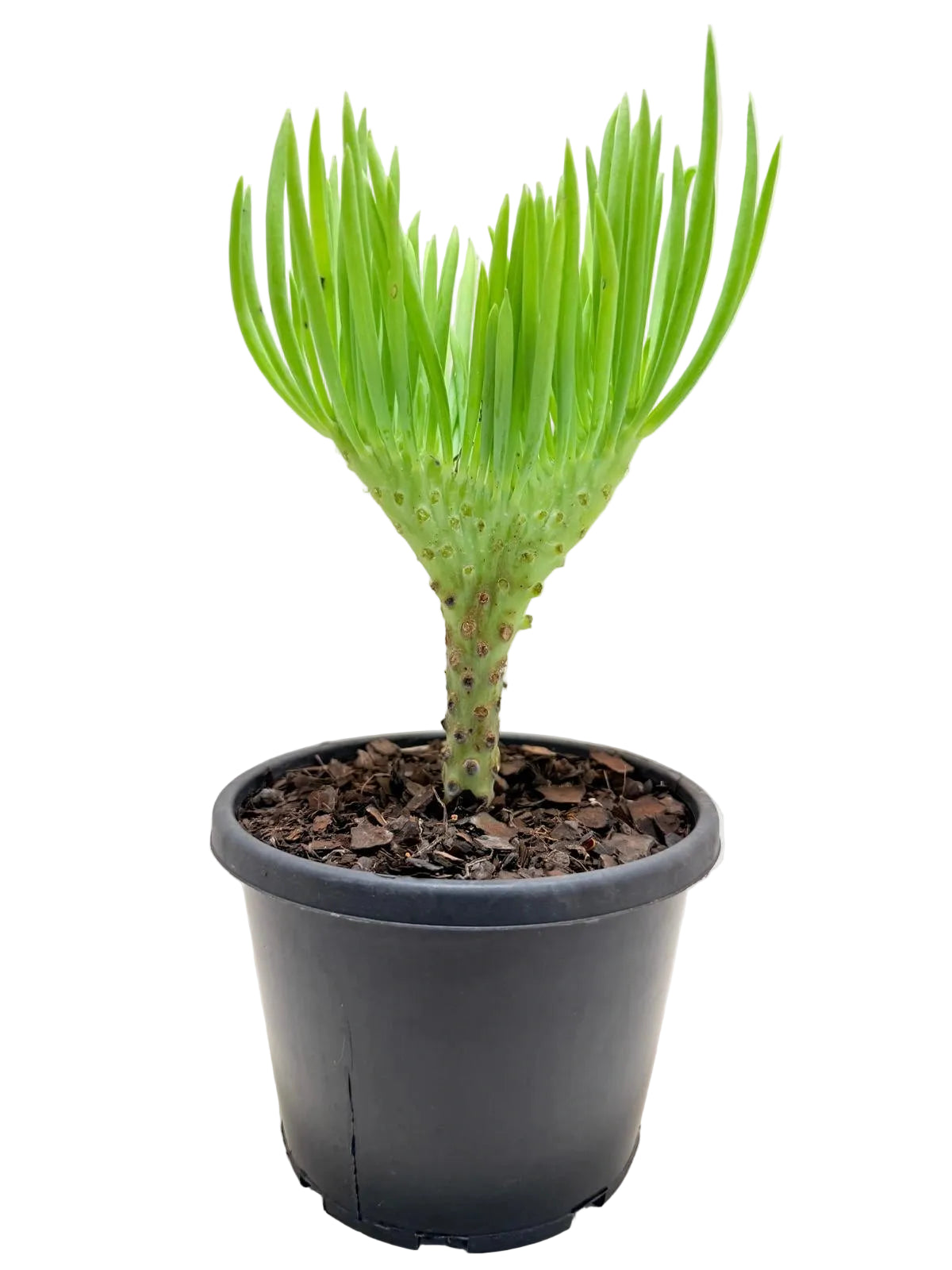 Mermaid Tail : Crested Senecio Talinoides - Narrow Leaf Chalk Stick #209