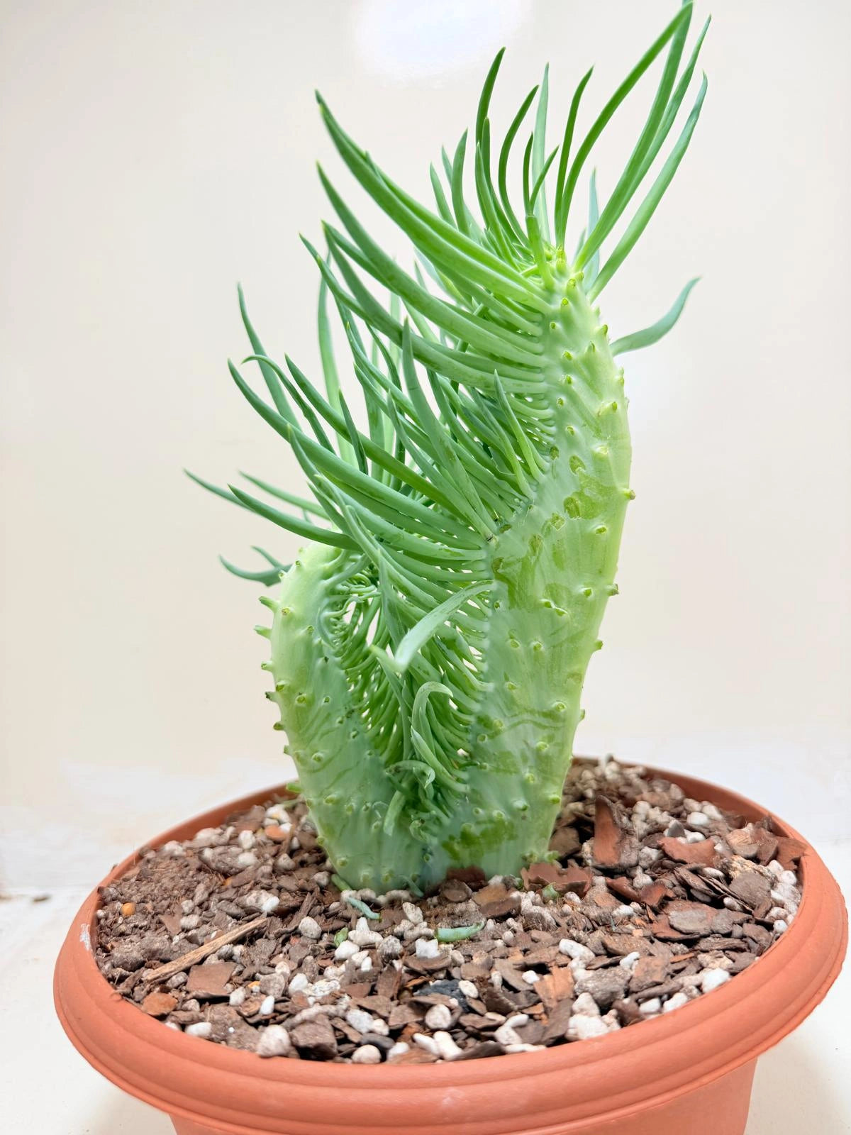 Mermaid Tail : Crested Senecio Talinoides - Narrow Leaf Chalk Stick #215