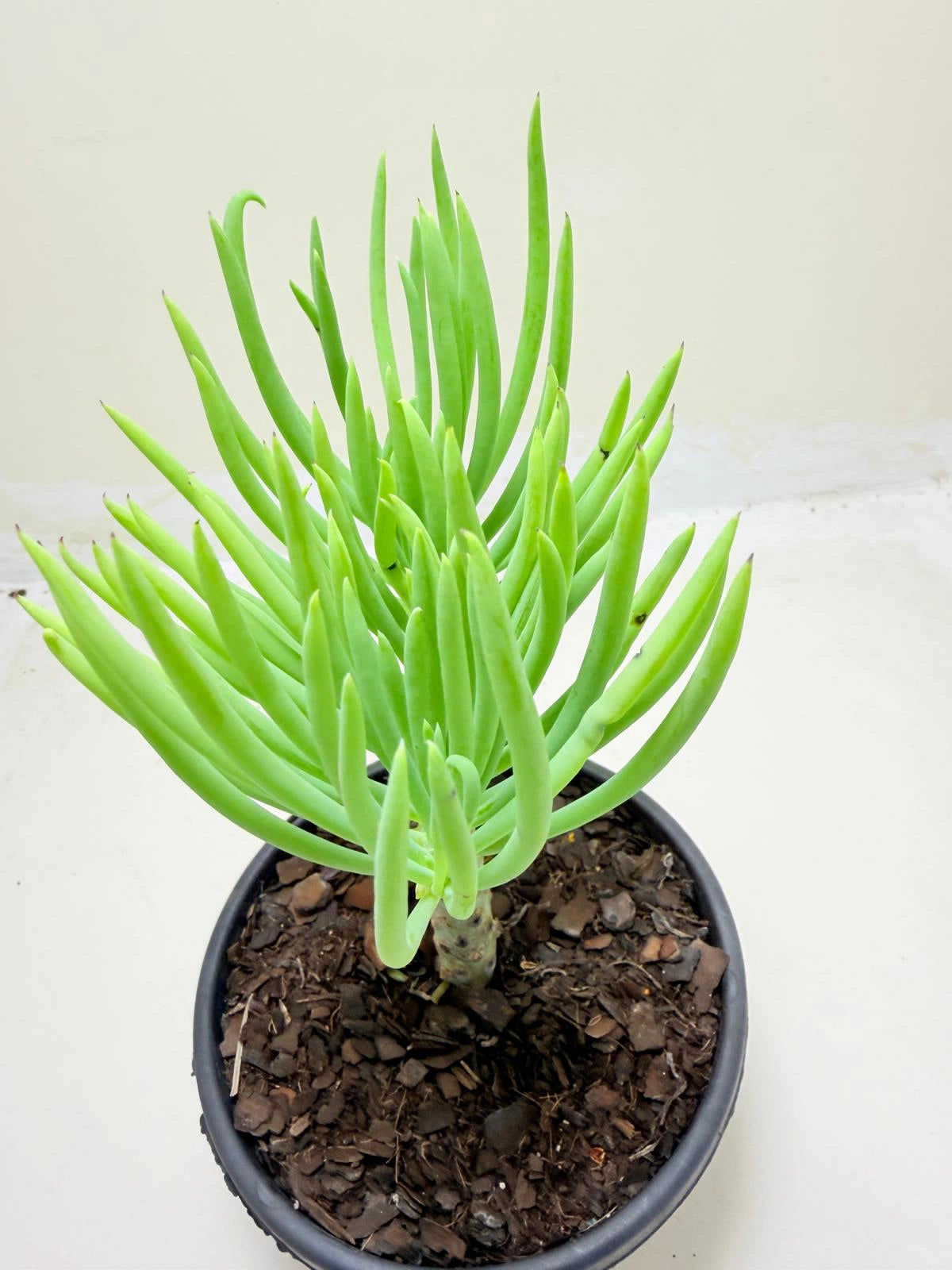 Mermaid Tail : Crested Senecio Talinoides - Narrow Leaf Chalk Stick #209